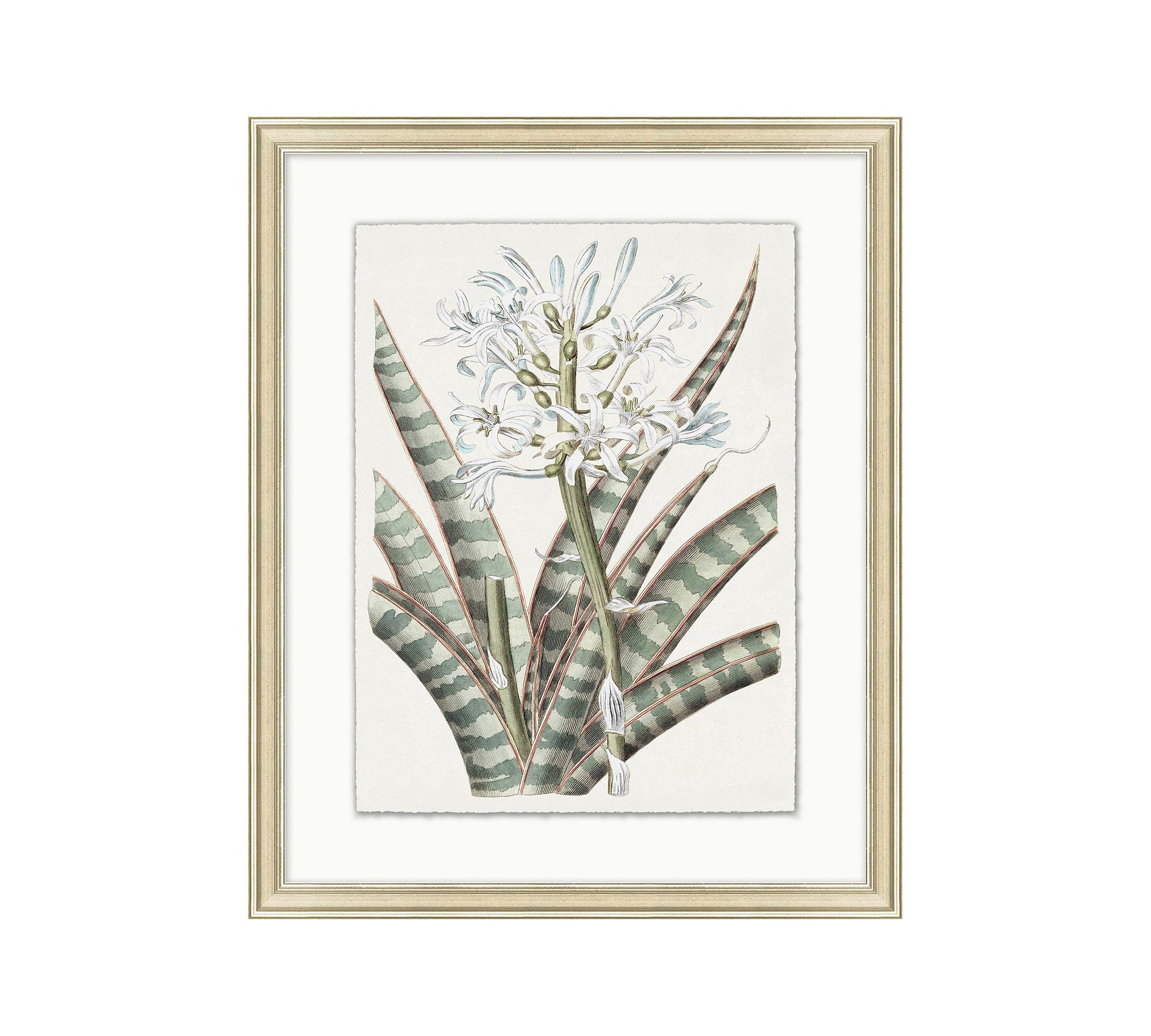 Muted Floal Illustration Framed Print