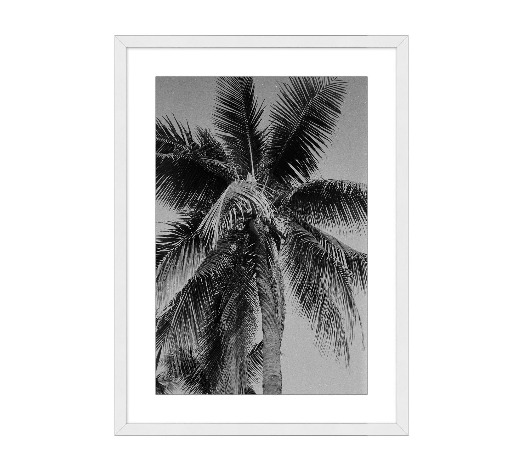 Cropped Palm by Leco Moura