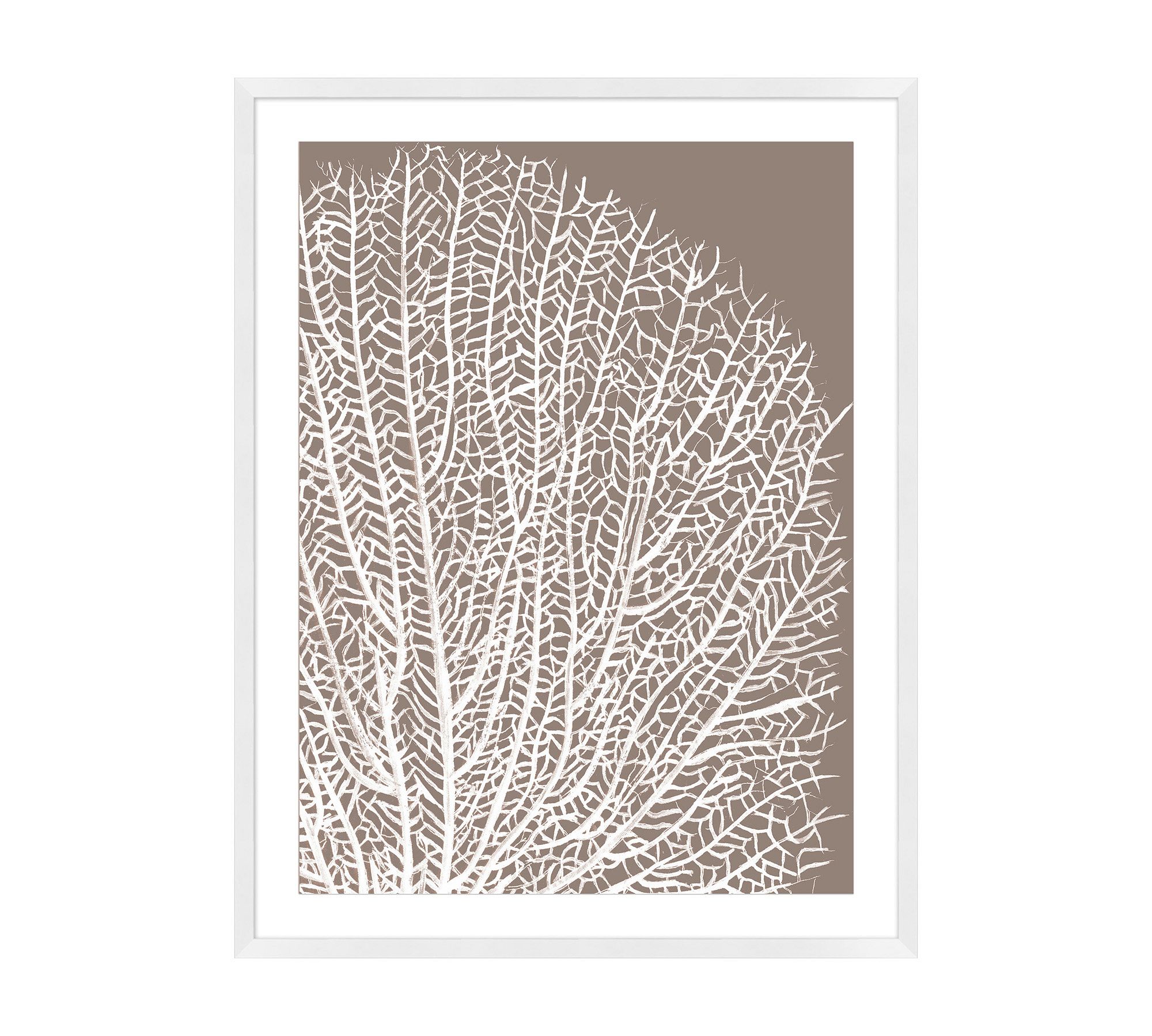 White Sea Fan On Tan Framed Print