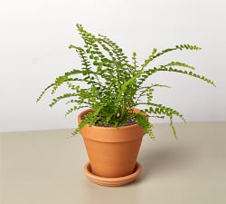 Live Lemon Button Fern In Planter