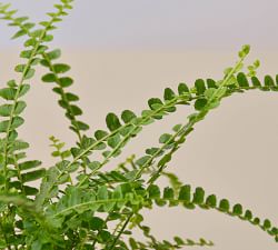 Live Lemon Button Fern In Planter