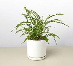 Live Lemon Button Fern In Planter