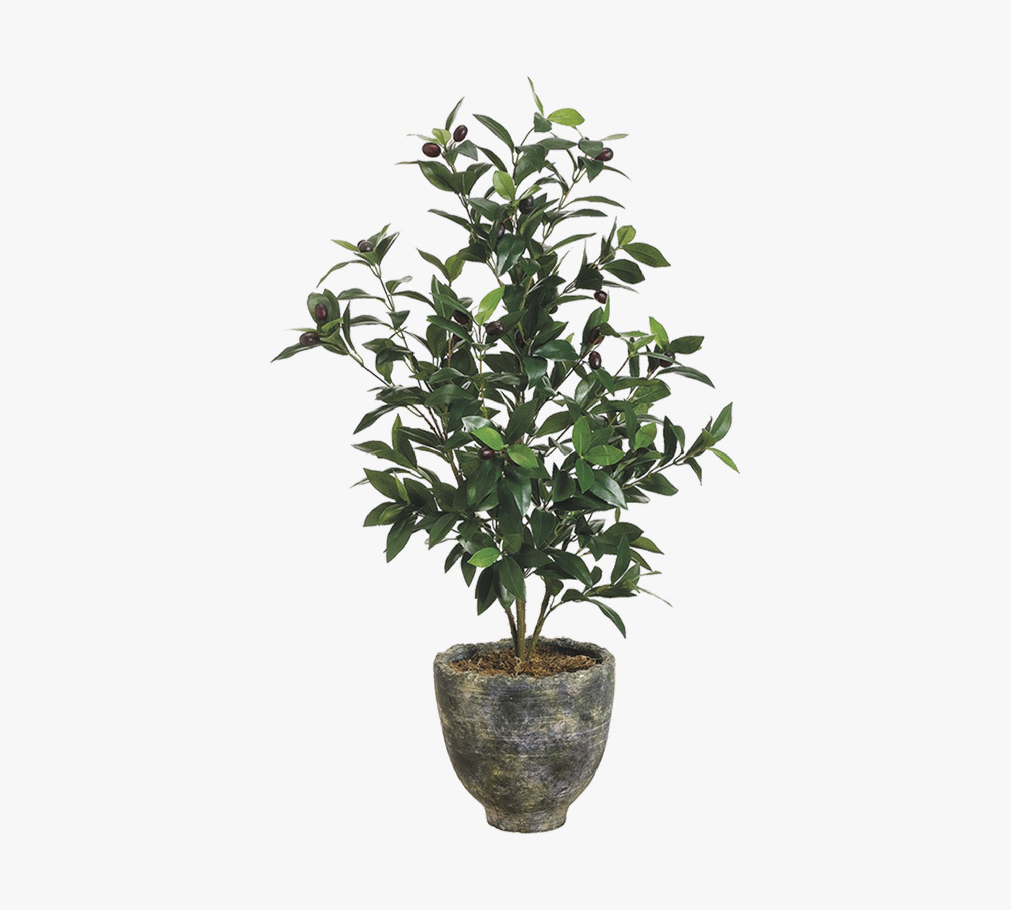 Faux Potted Olive Tree