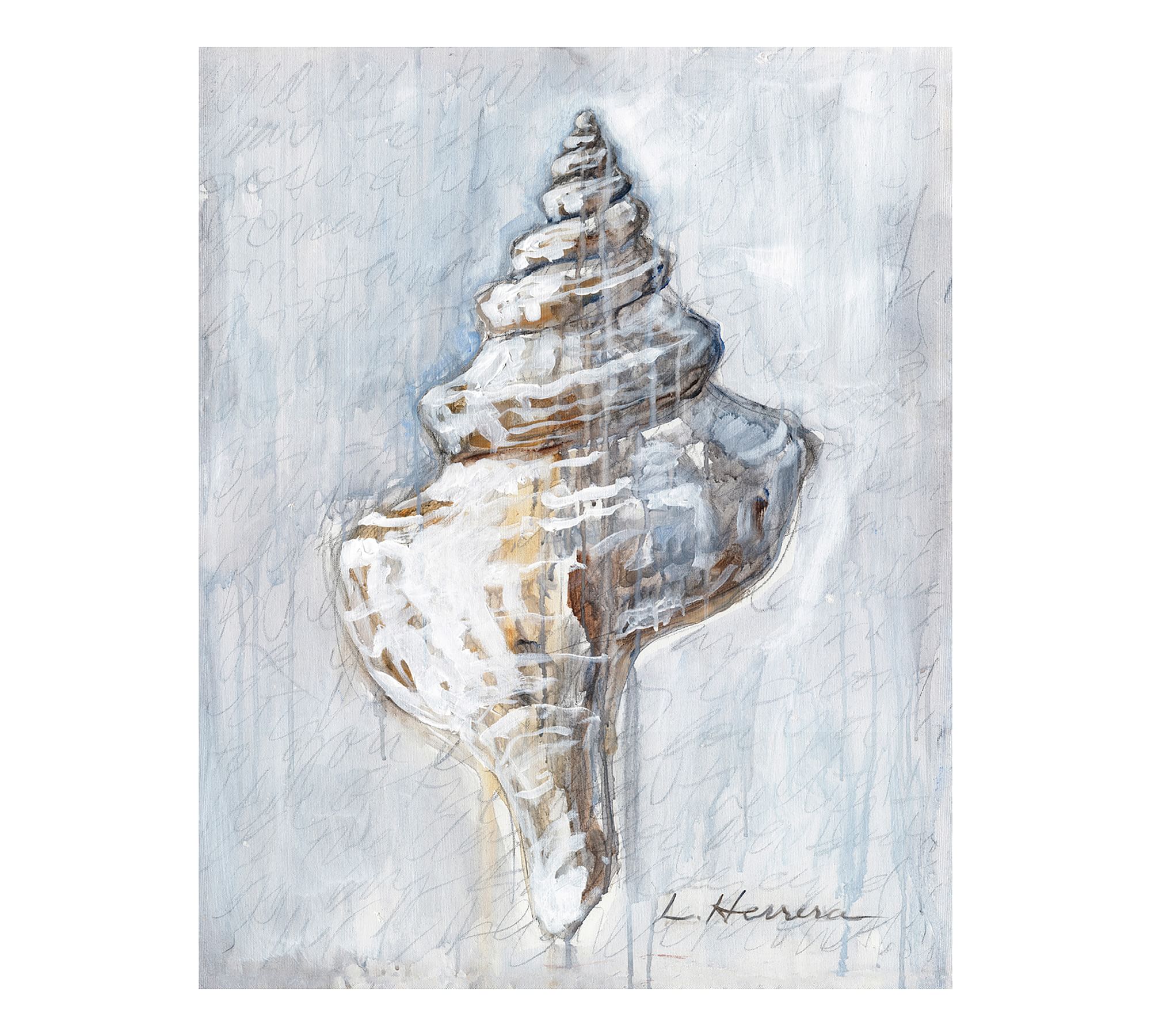 Shell Study #1 by Lauren Herrera