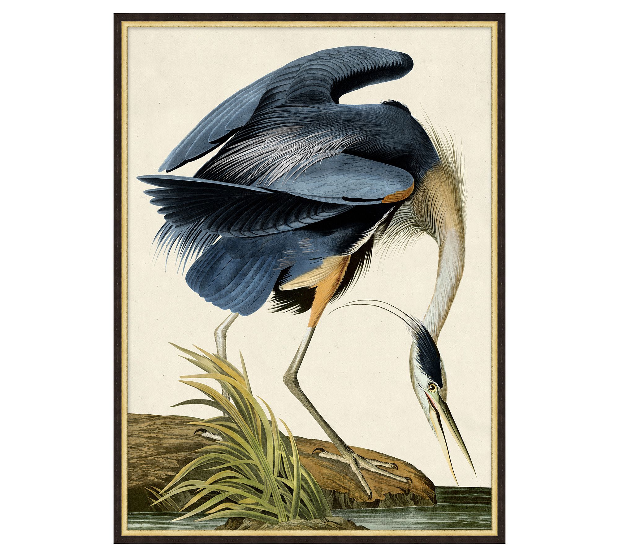 Blue Heron Framed Print