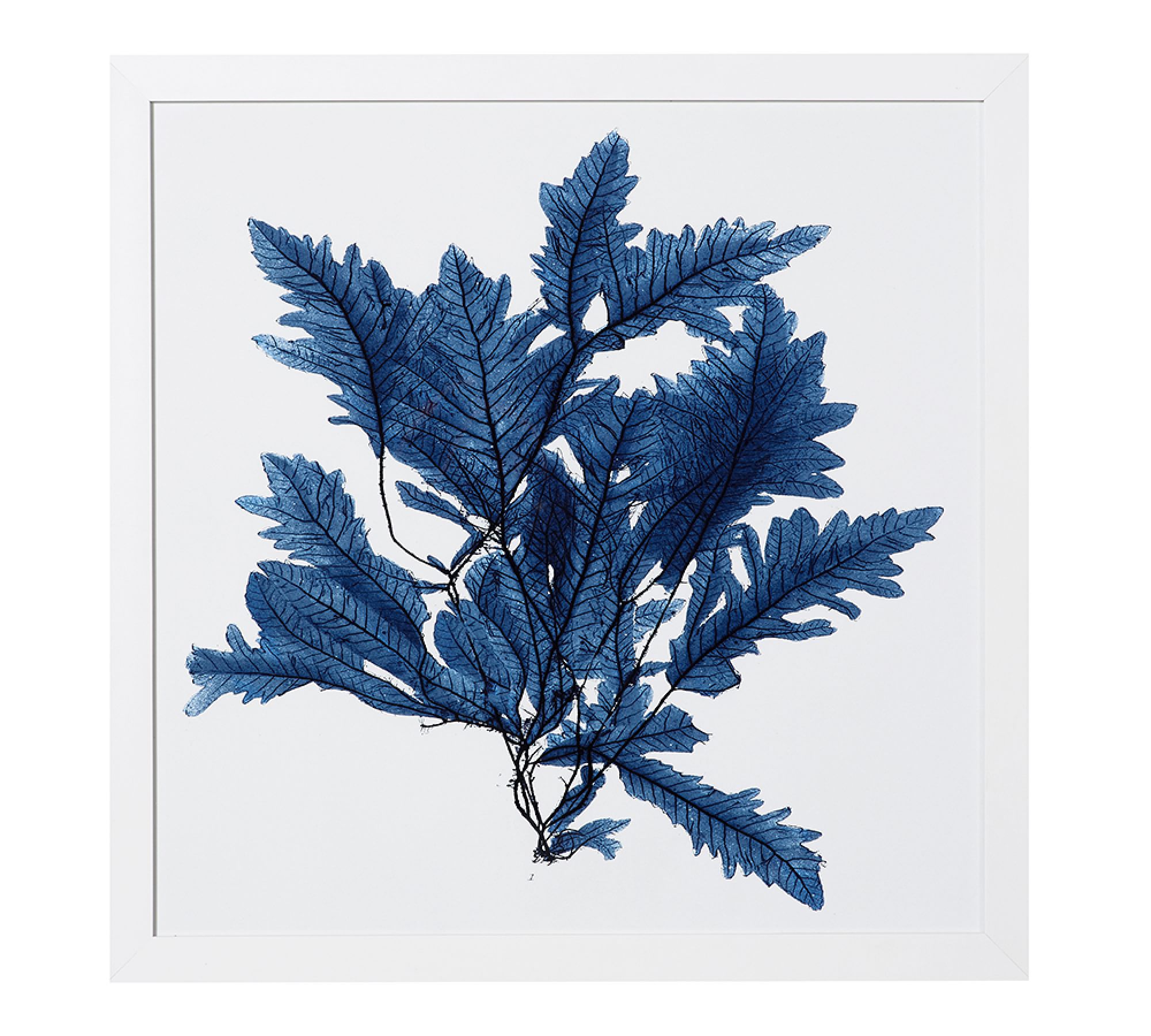 Framed Coral Prints - Indigo