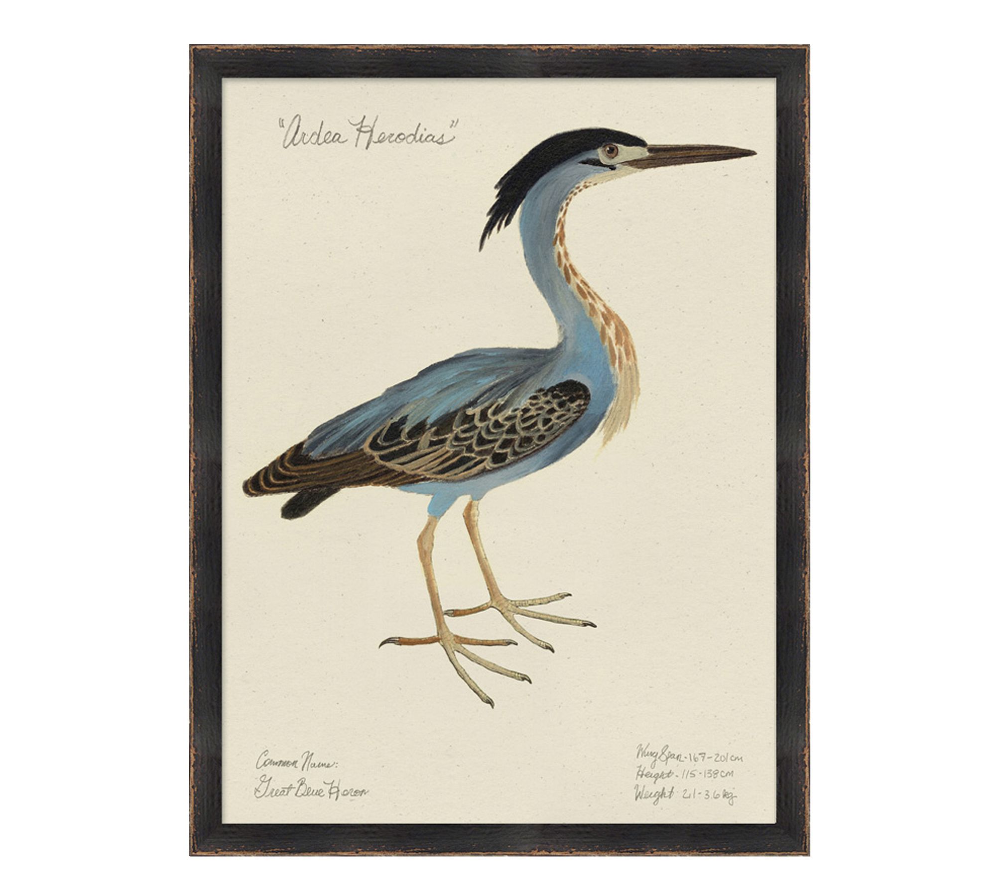 Great Blue Heron Print