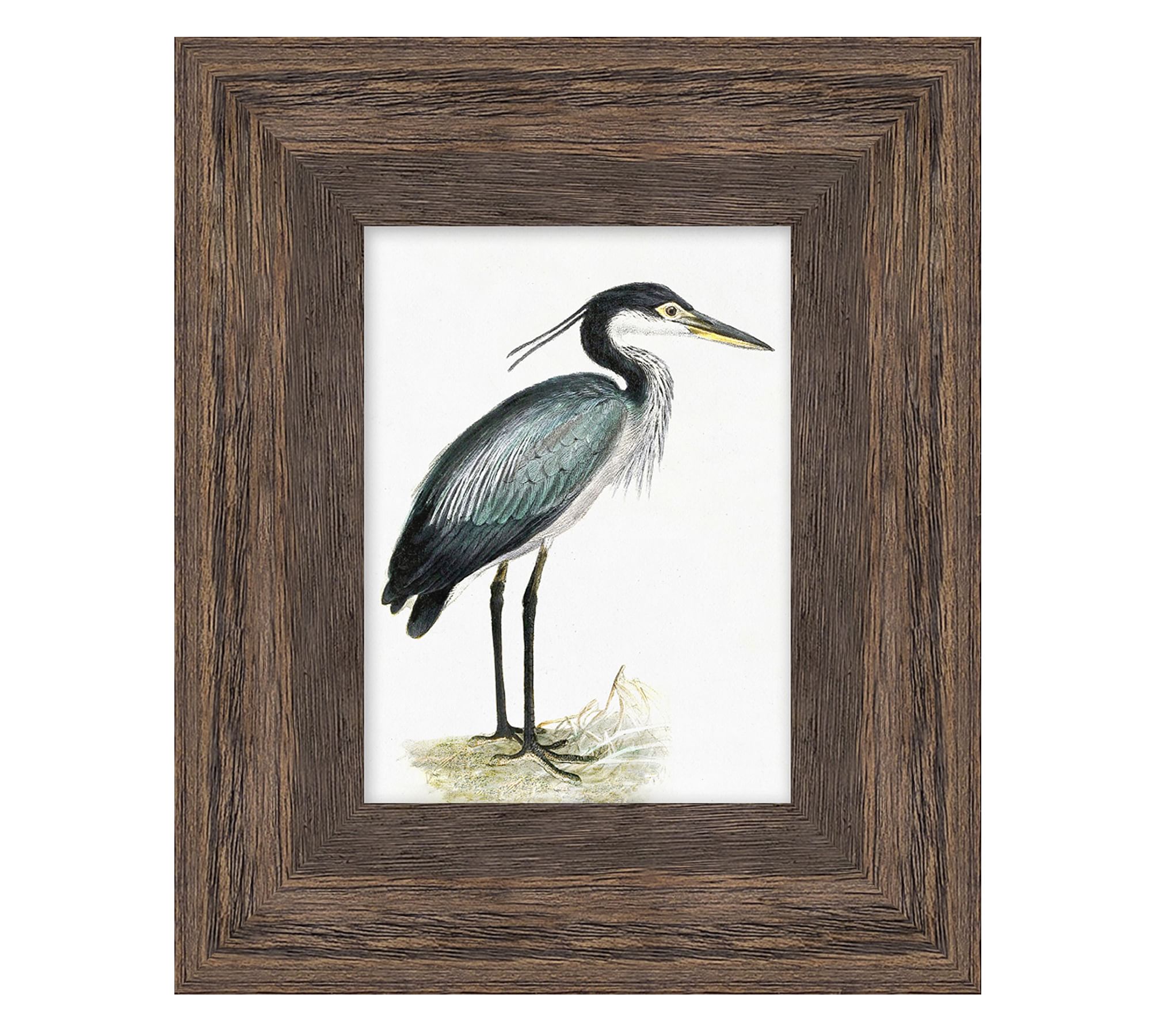 Coastal Heron Framed Prints