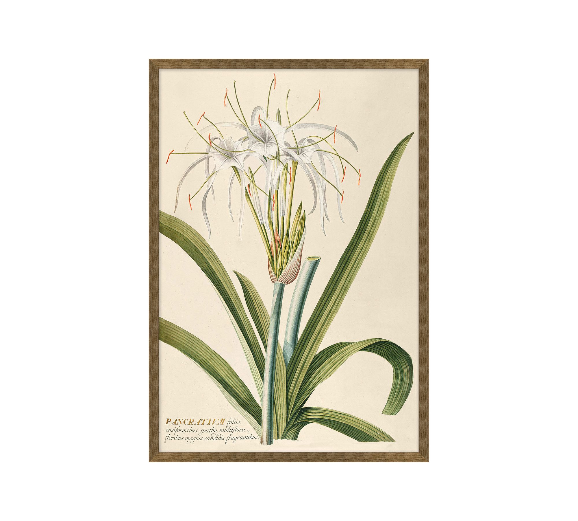 Pancratium Framed Print