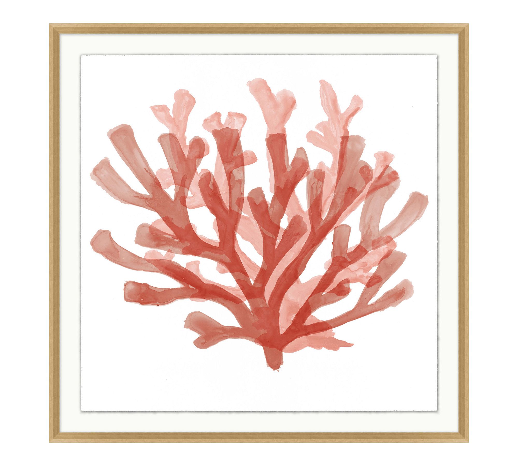 Red Coral Framed Print