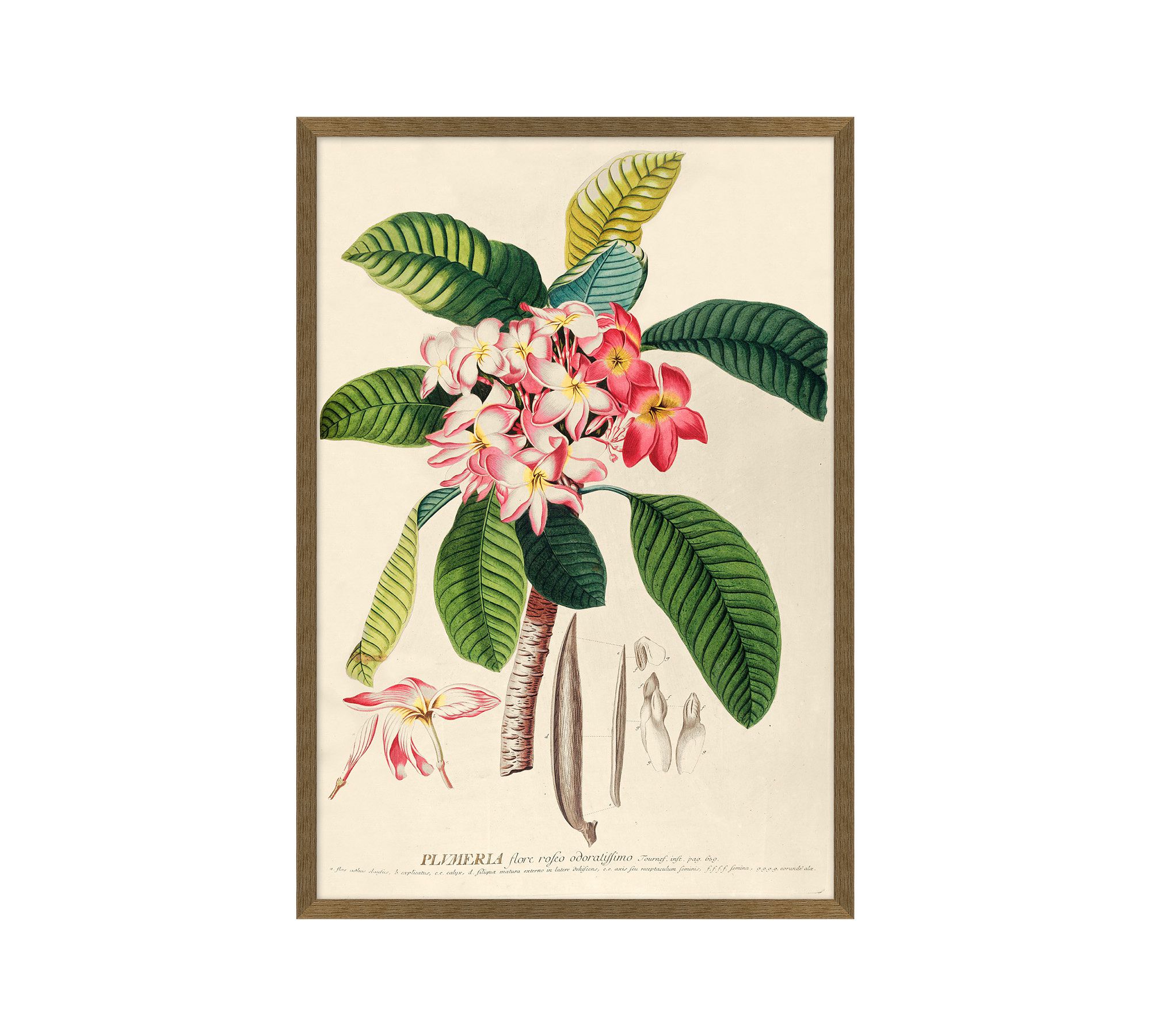 Plumeria Framed Print