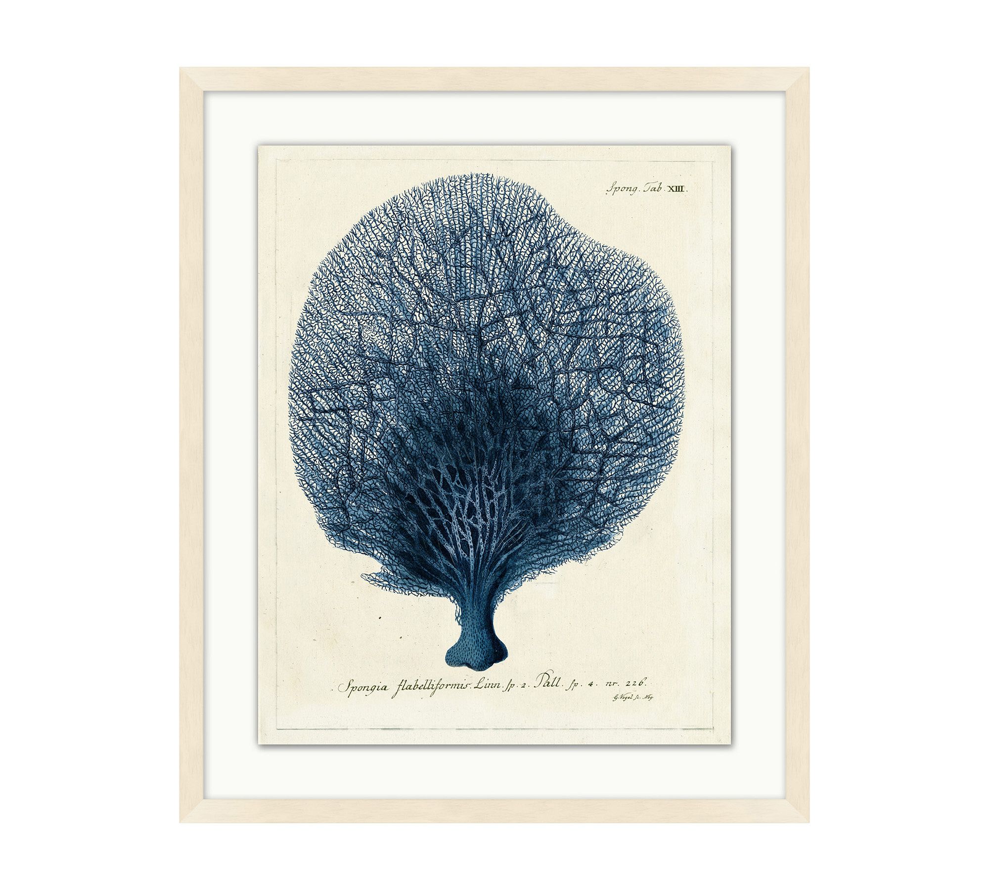 Navy Sea Fan Framed Print