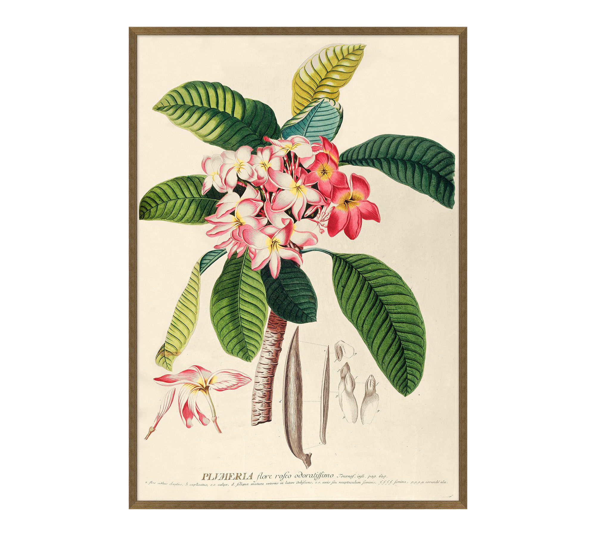 Plumeria Framed Print