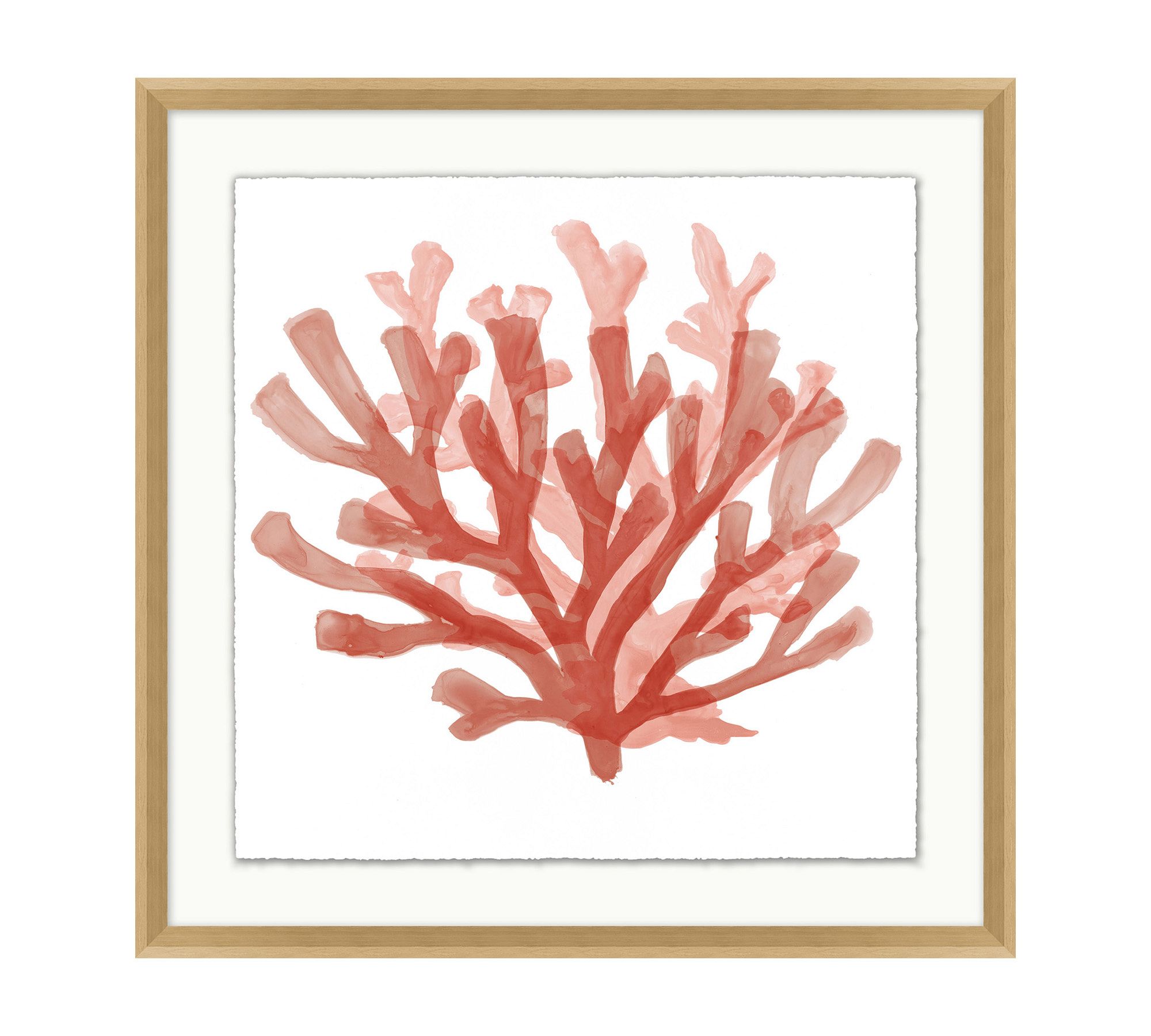 Red Coral Framed Print