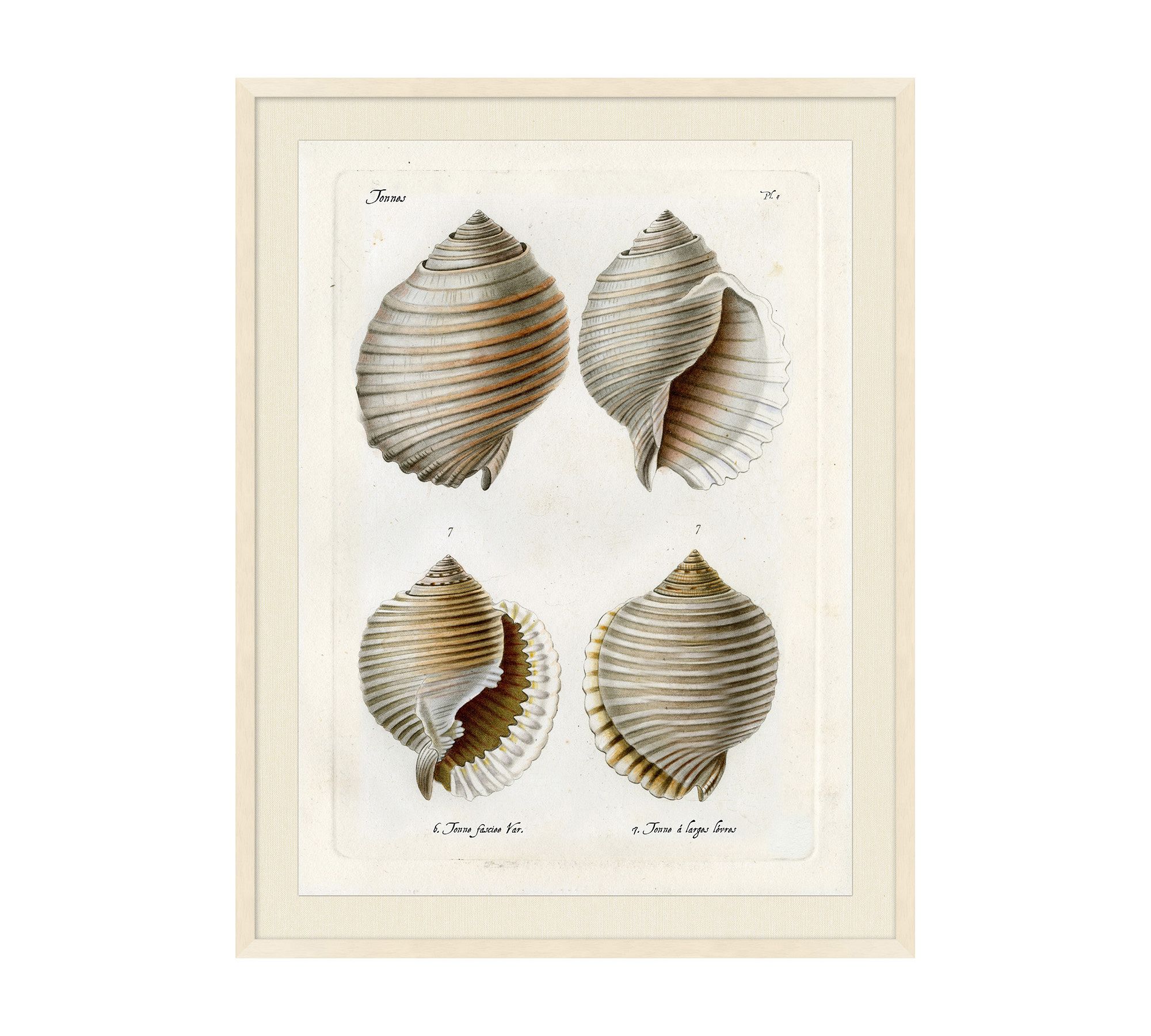 Study Of Shells Framed Print