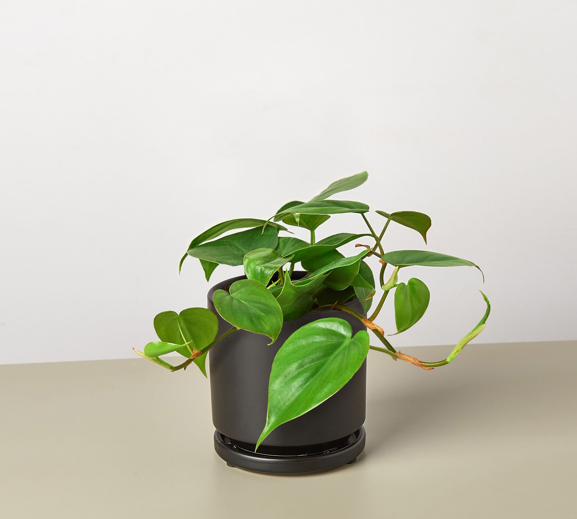 Live Heartleaf Philodendron Planter