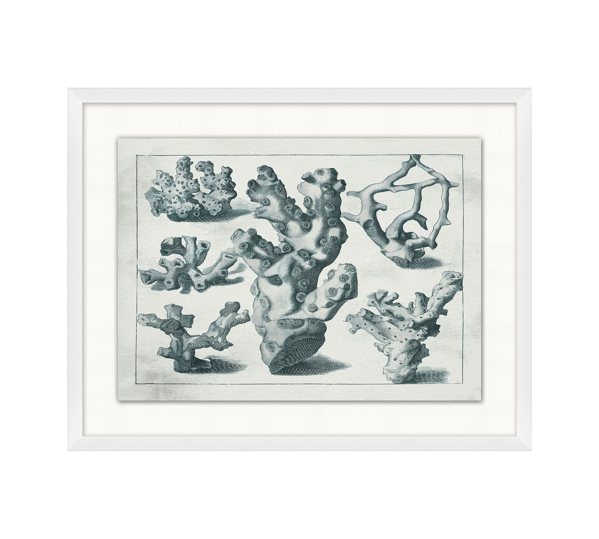 Ocean Flora Framed Print