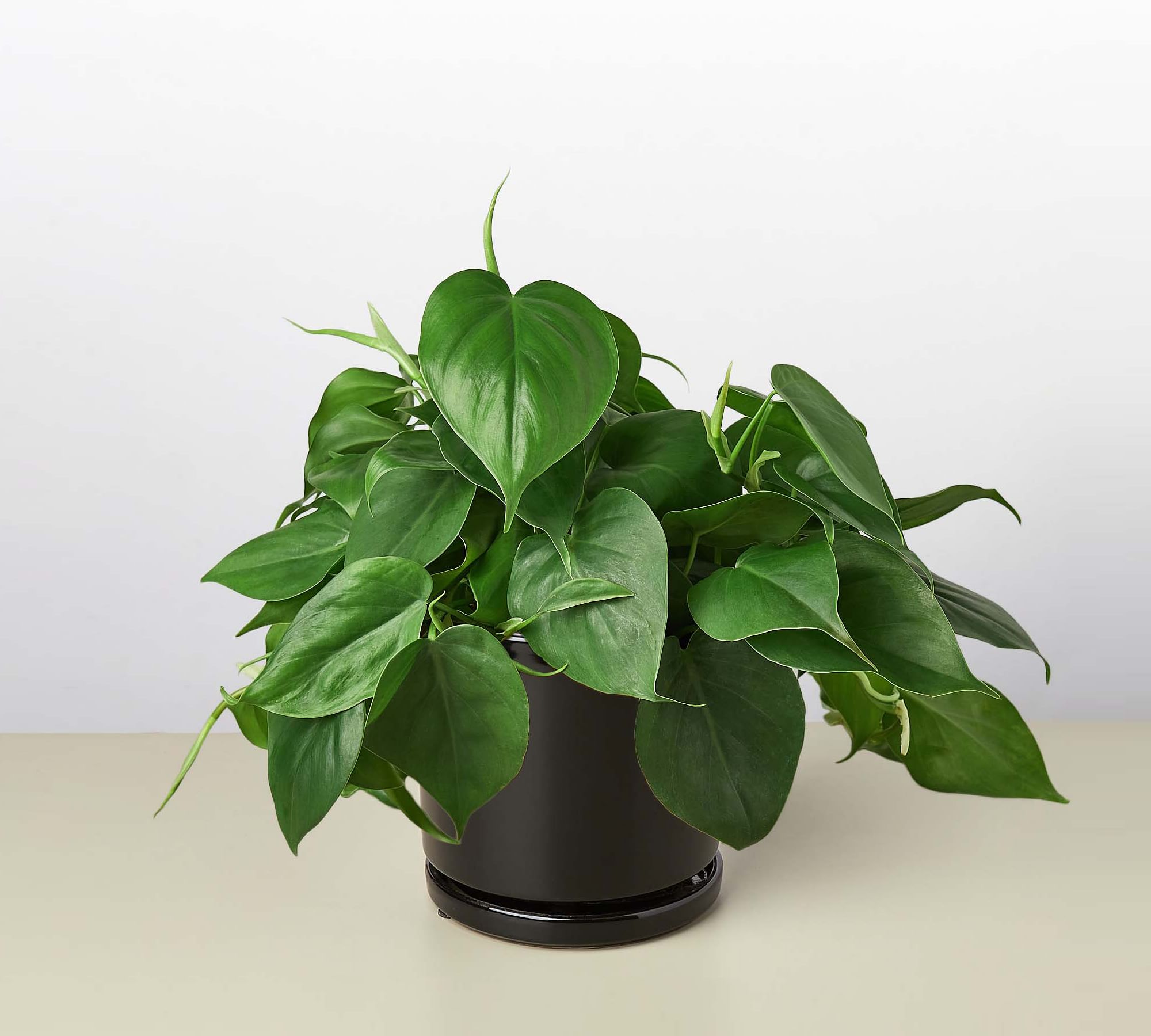 Live Heartleaf Philodendron Planter