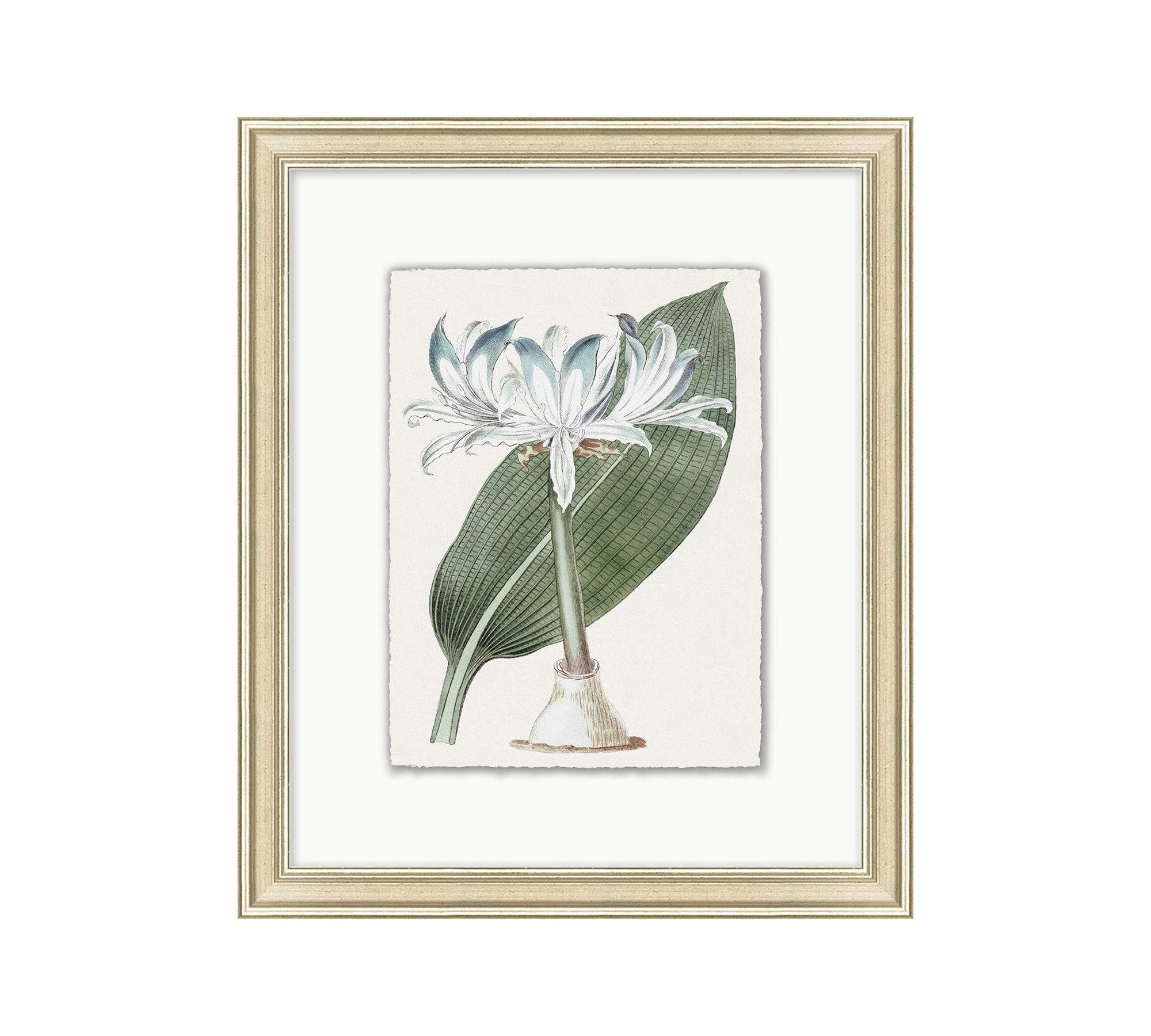 Muted Floral Illustration Framed Print