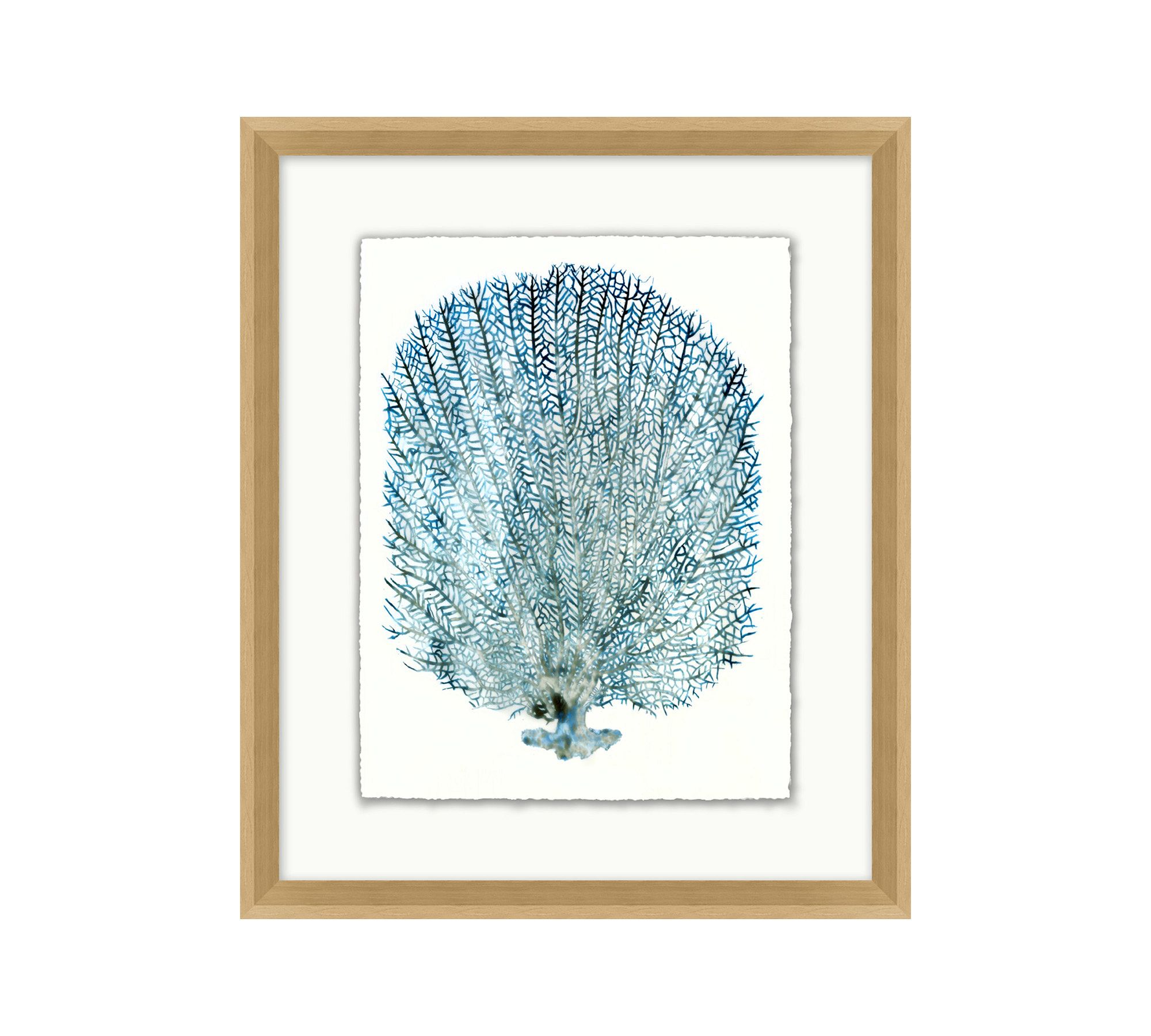 Teal Sea Fan Framed Print