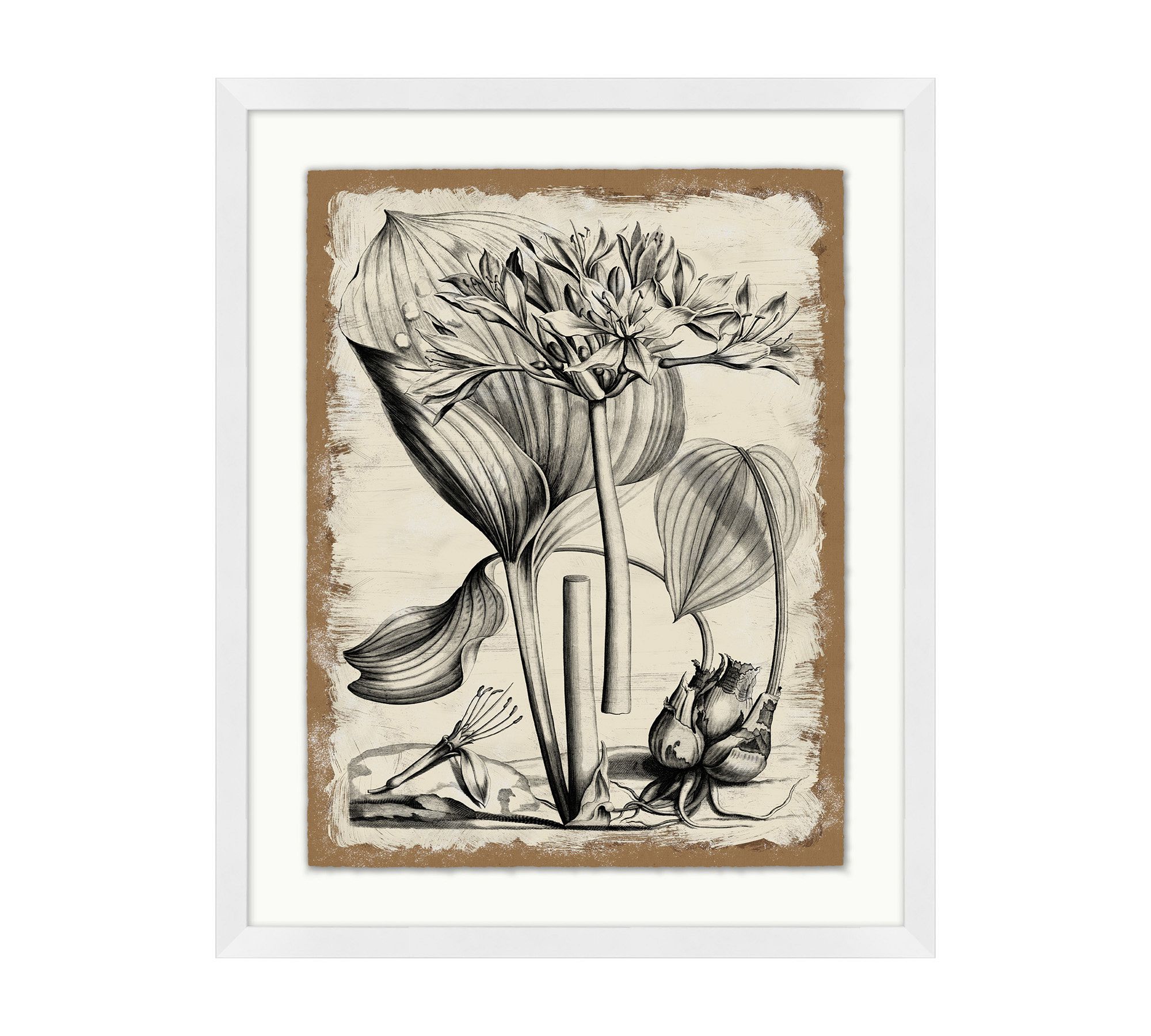 Study Of Coastal Plant Framed Print