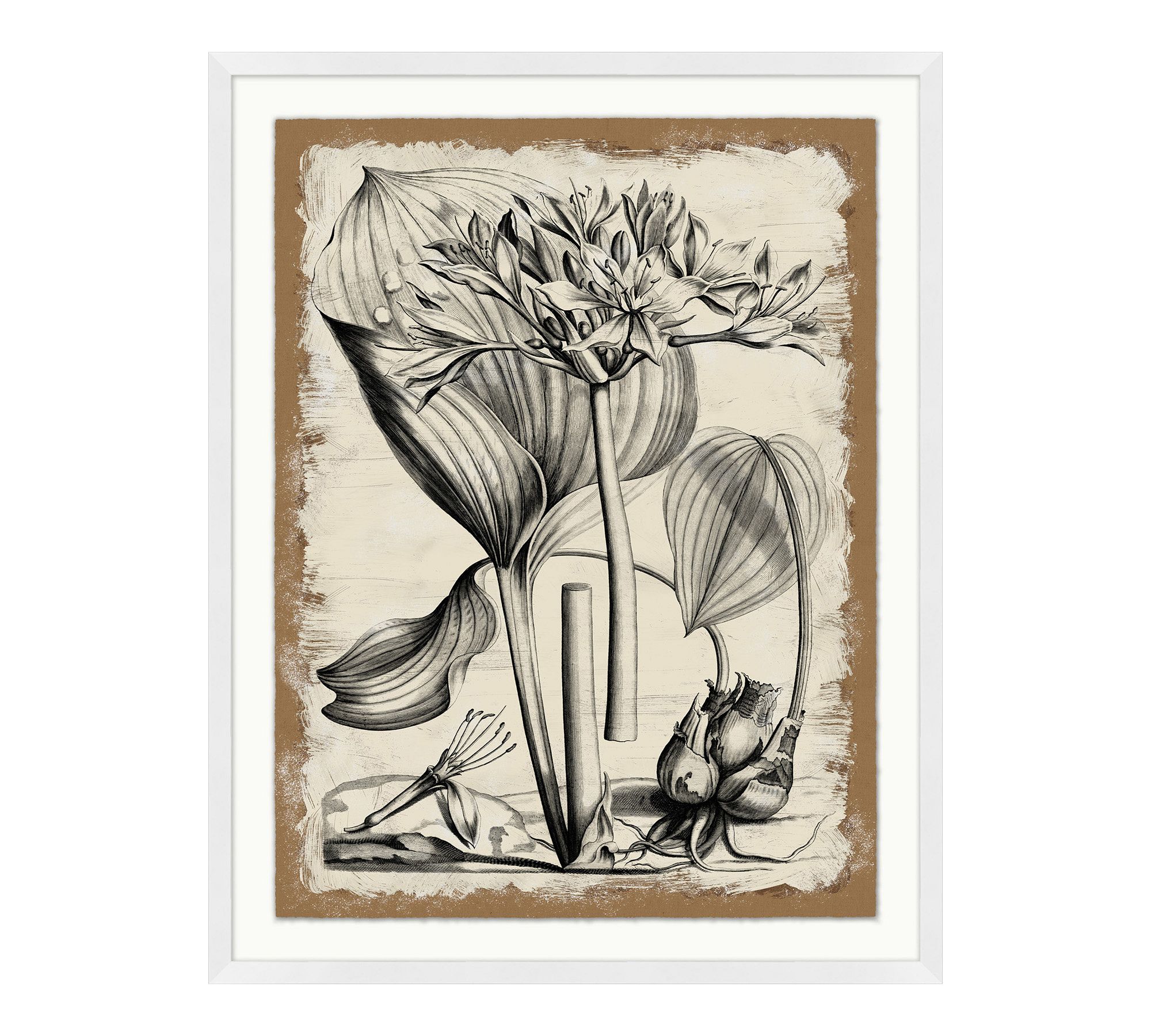 Study Of Coastal Plant Framed Print