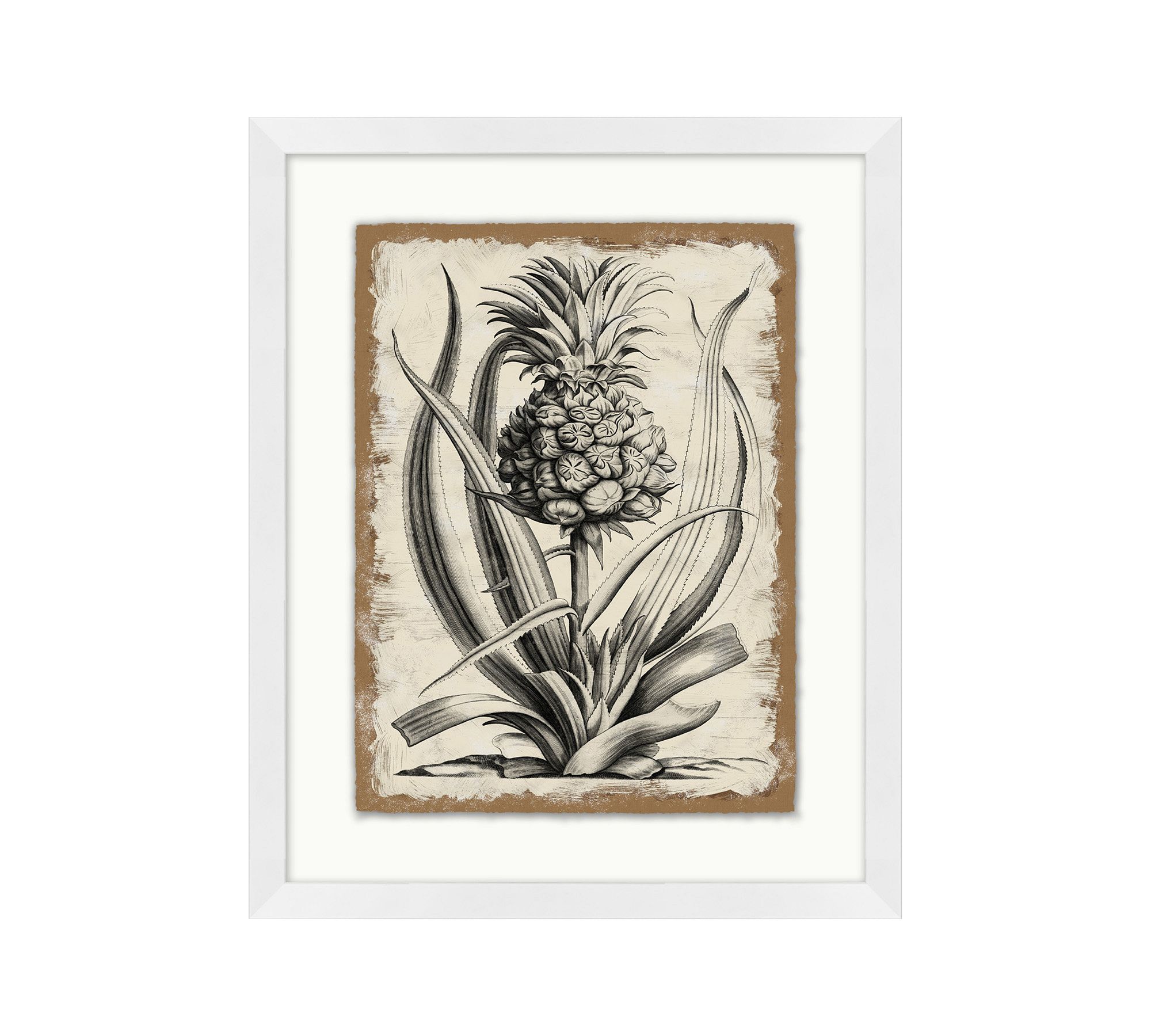 Study Of Coastal Plant Framed Print