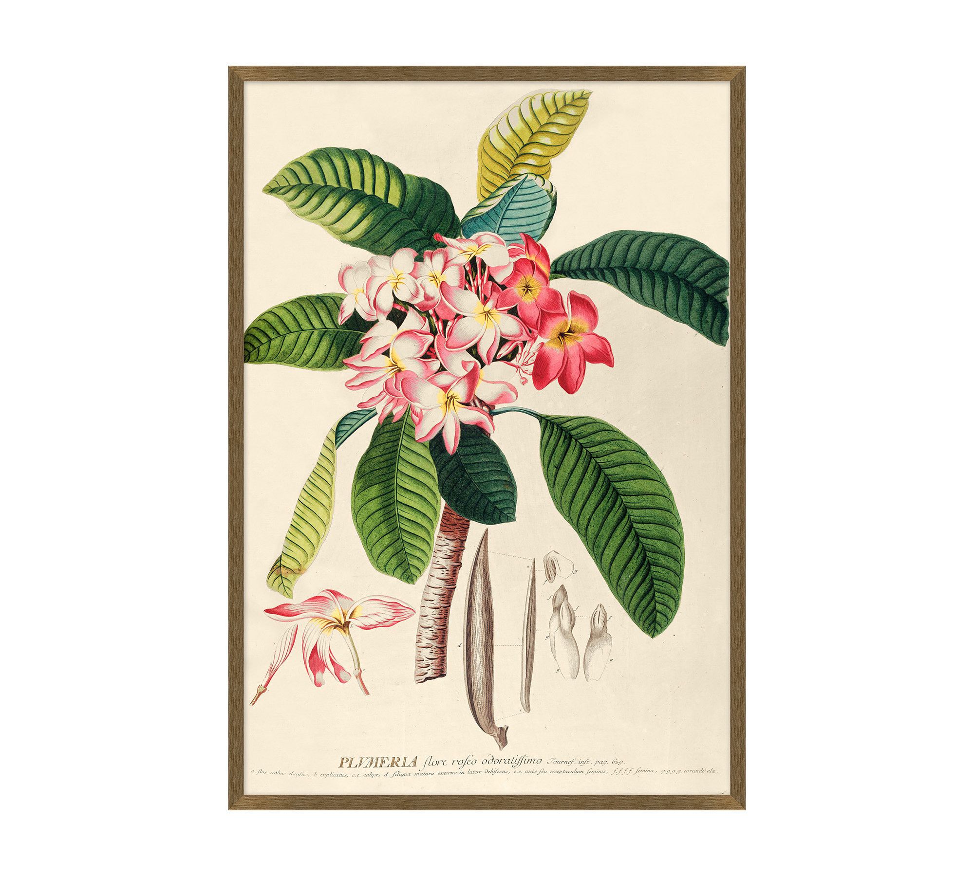 Plumeria Framed Print