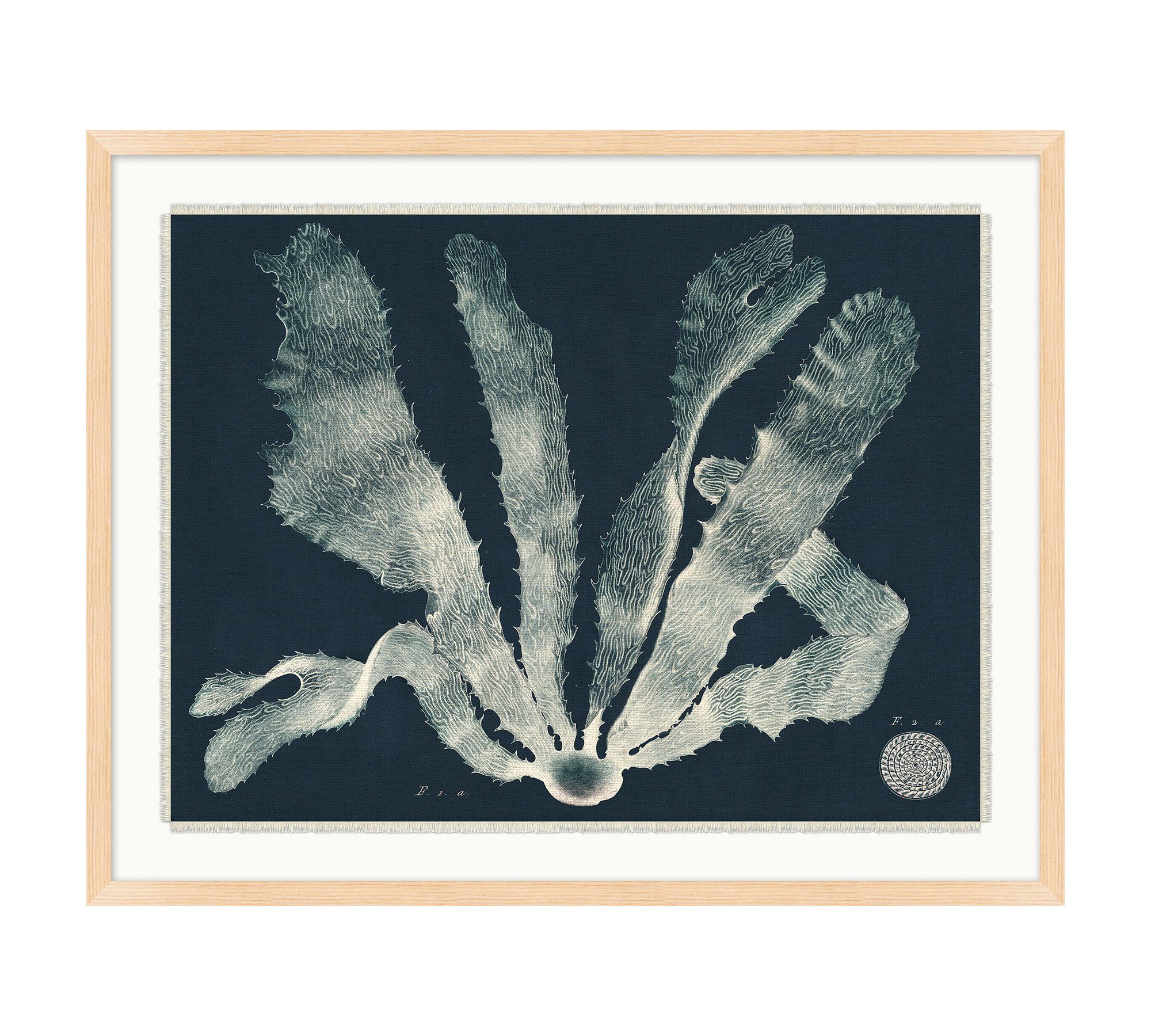 Sea Plant On Navy Framed Print