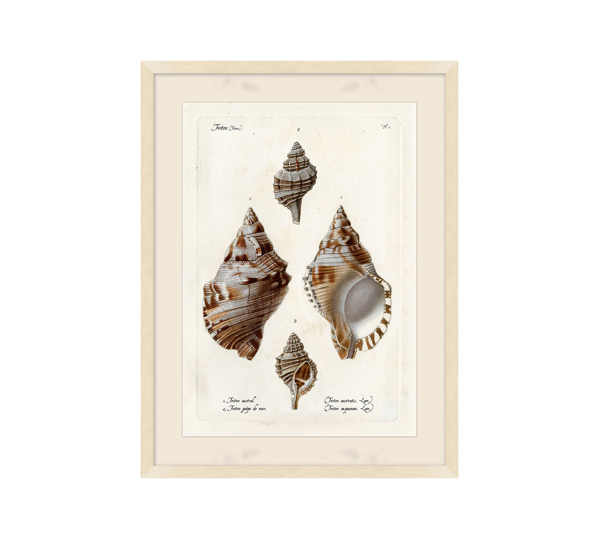 Study Of Shells Framed Print