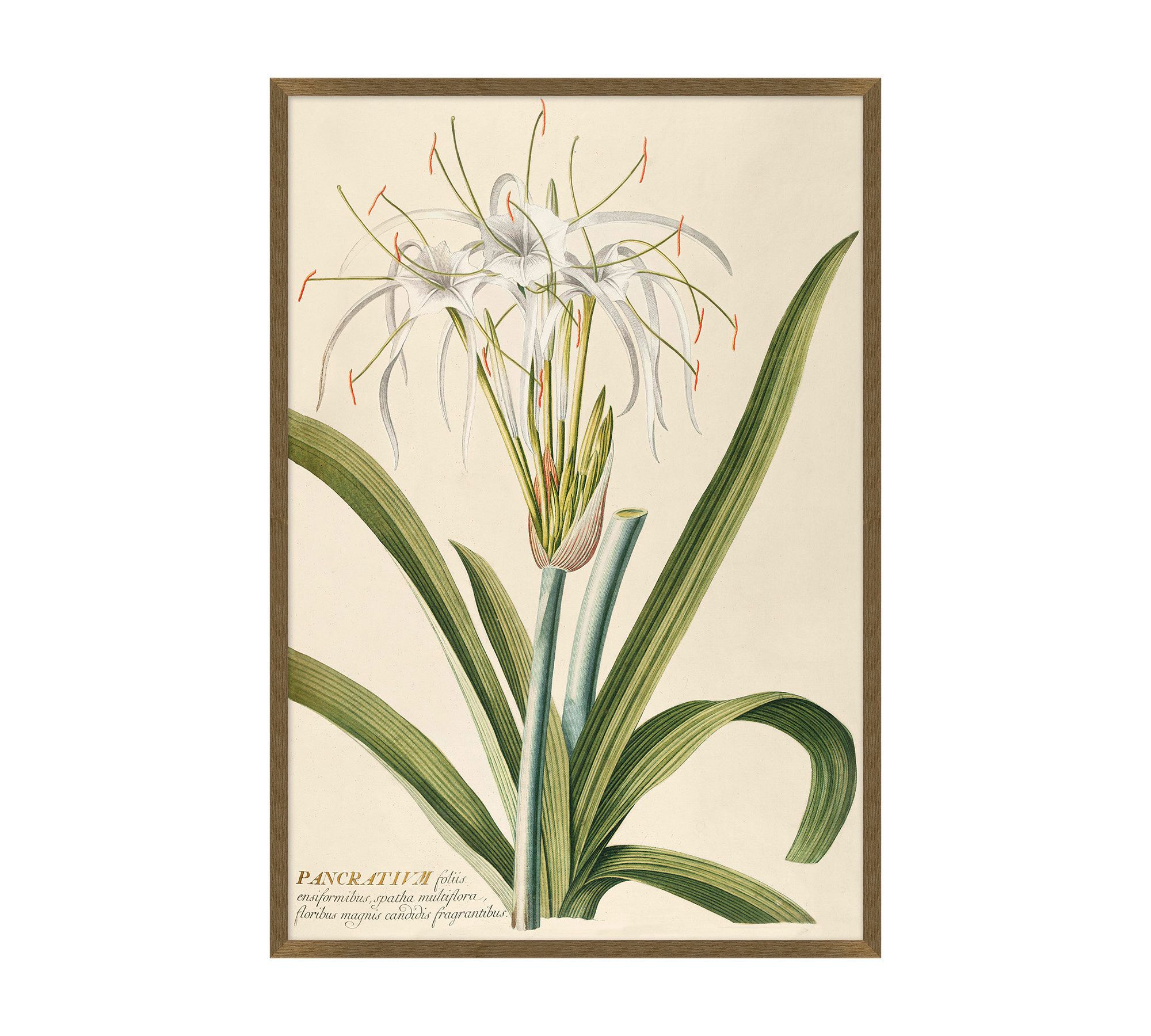 Pancratium Framed Print