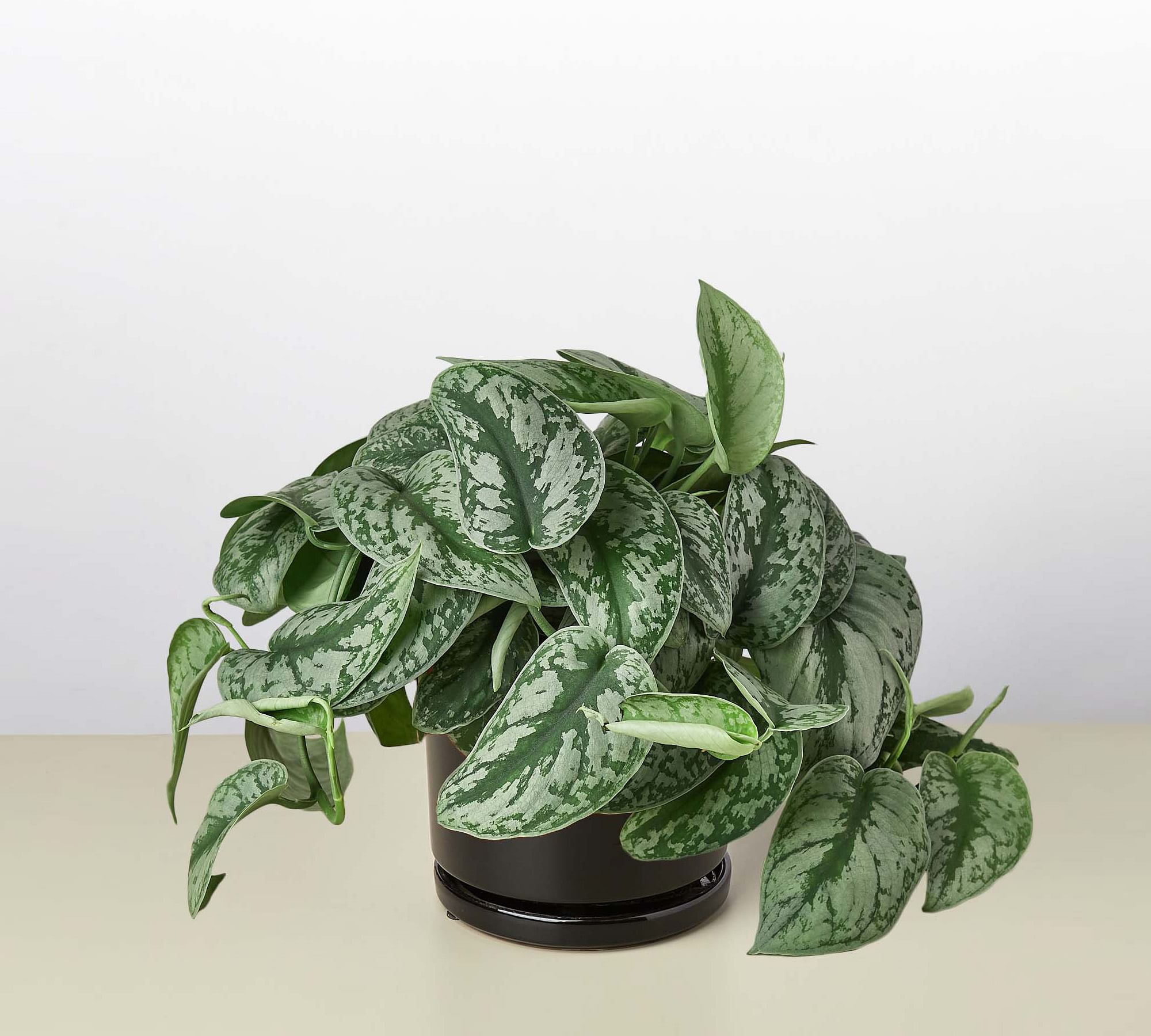 Live Silver Pothos Planter