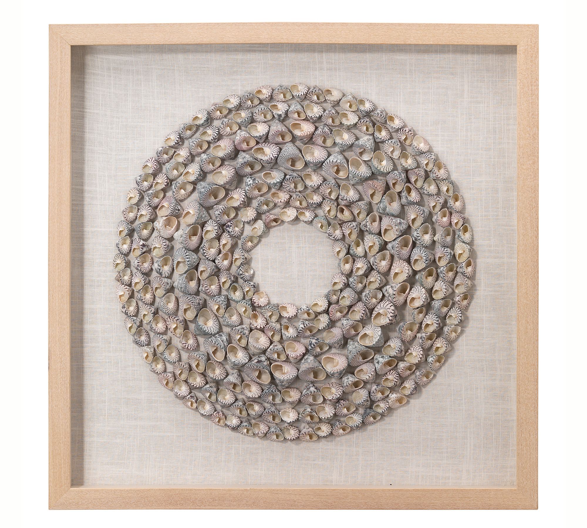 Trochidae Shell Shadow Box Wall Art