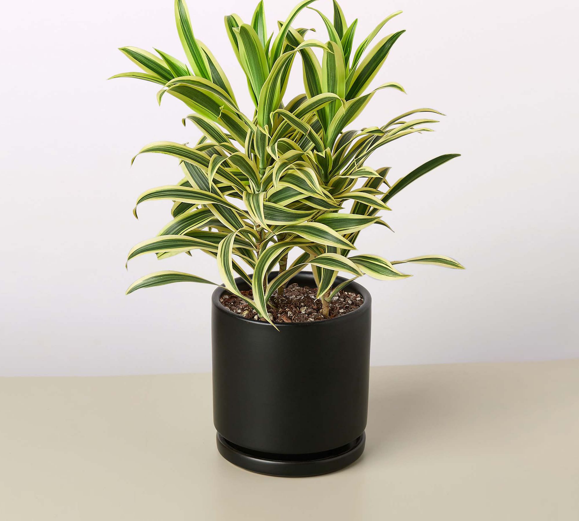 Live Dracaena Song of India Planter