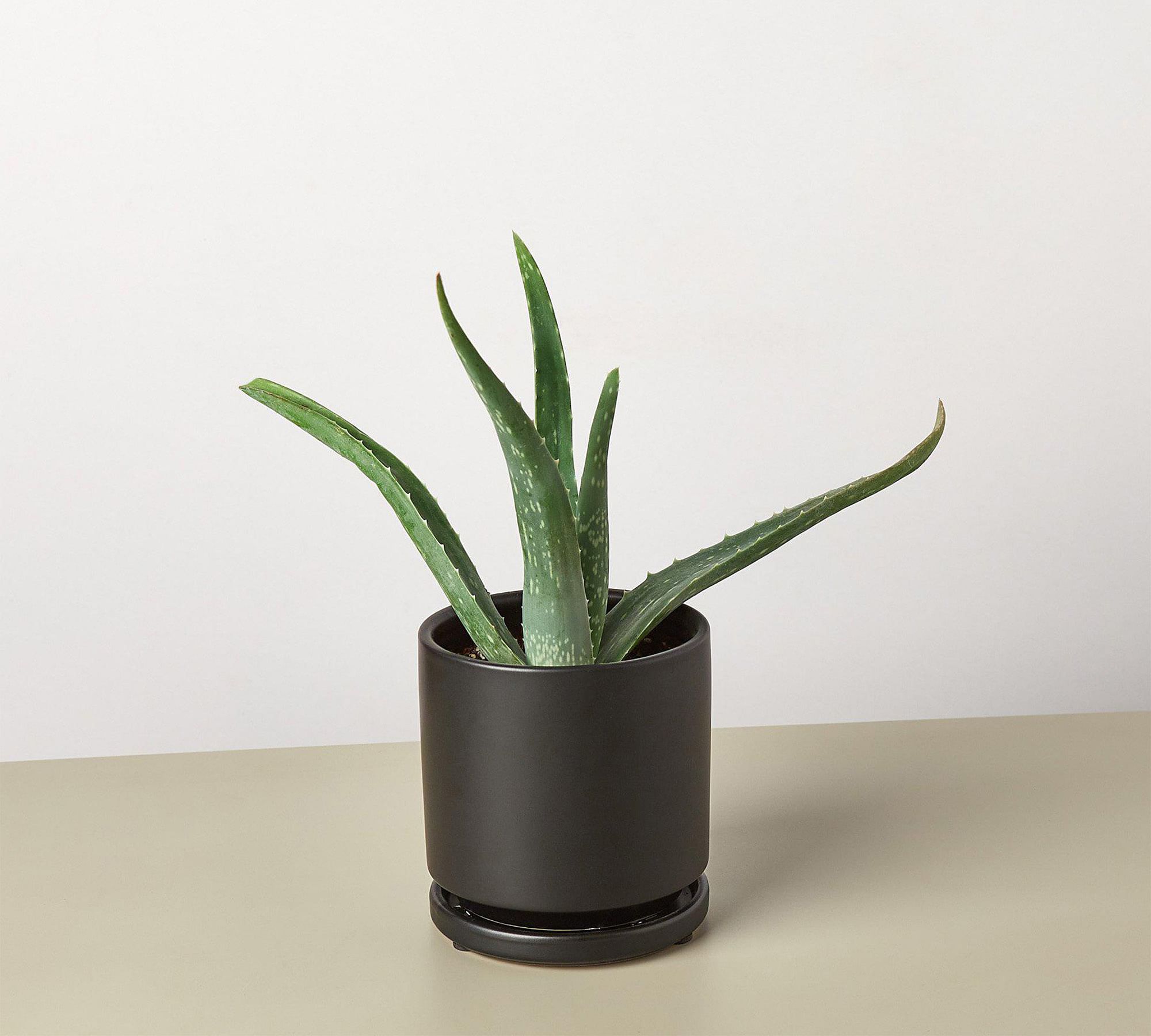 Live Aloe Vera Planter