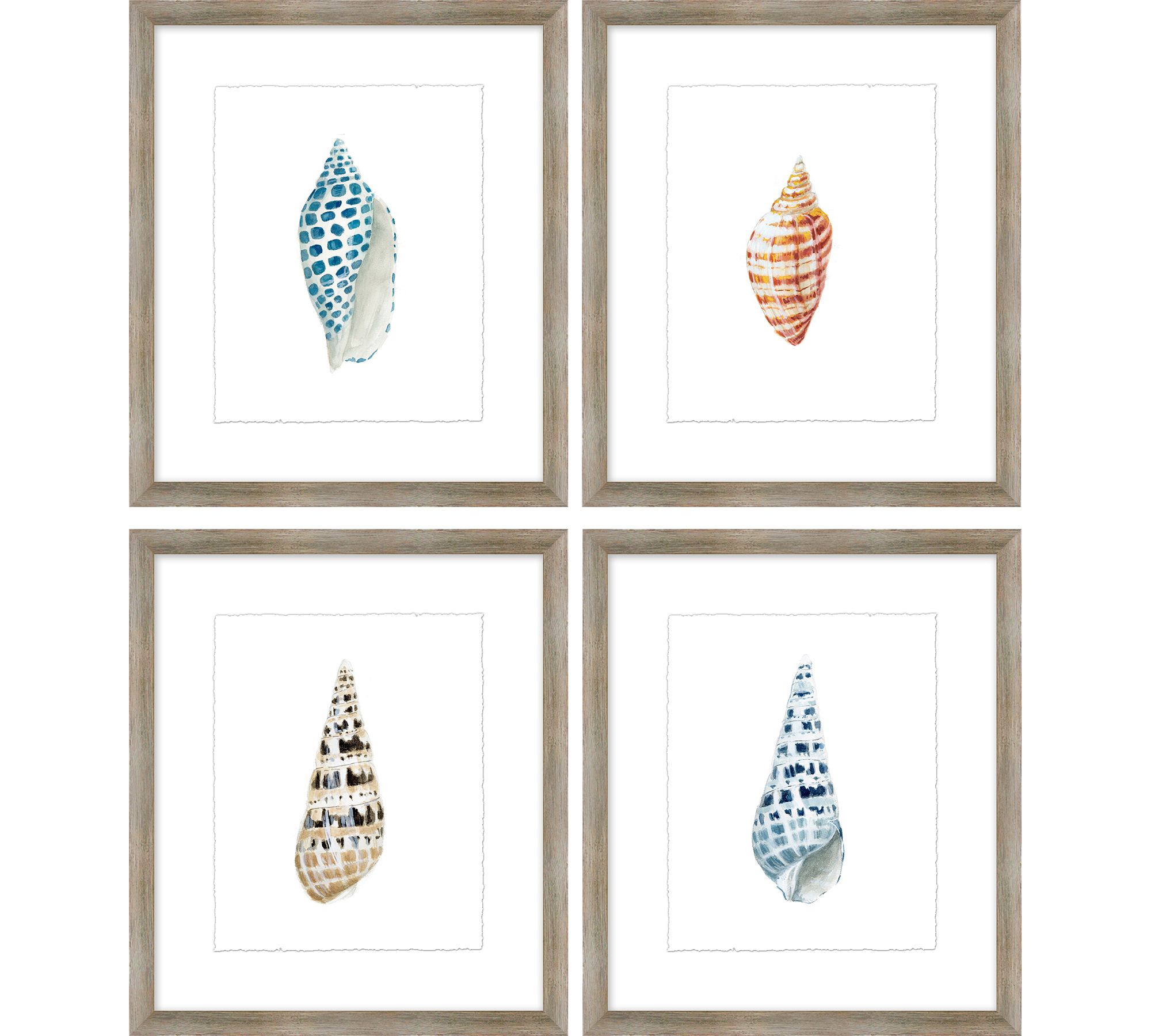 Shore Shell Framed Print