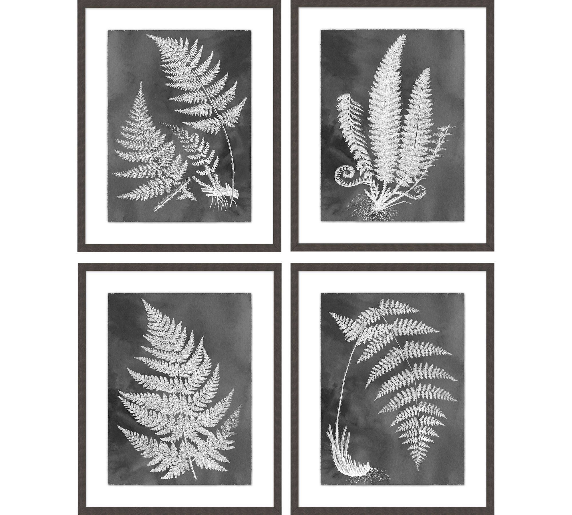 Slate Fern Framed Print