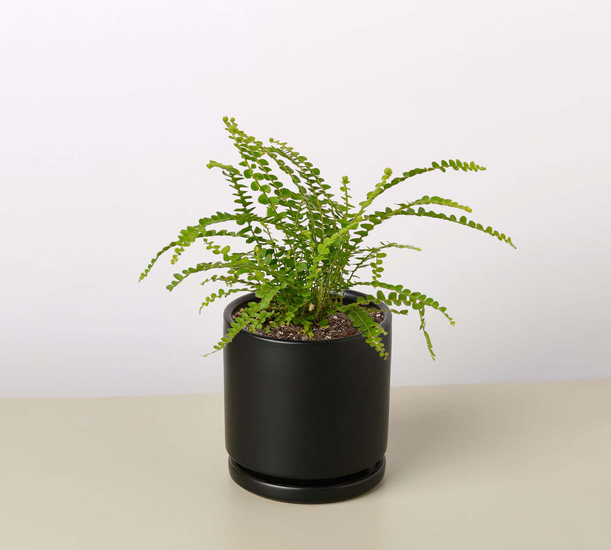 Live Lemon Button Fern Planter