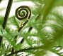 Faux Oversized Potted Fern
