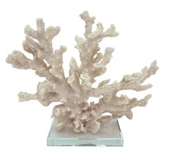 Branching Coral With Clear Glass Base