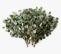 Live Silver Dollar Eucalyptus Branches