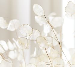 Dried Lunaria Bundle