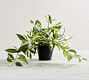 Faux Wandering Variegated Tradescantia Houseplant