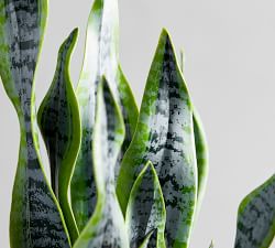 Faux Snake Houseplant
