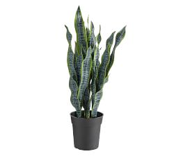 Faux Snake Houseplant