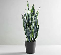 Faux Snake Houseplant