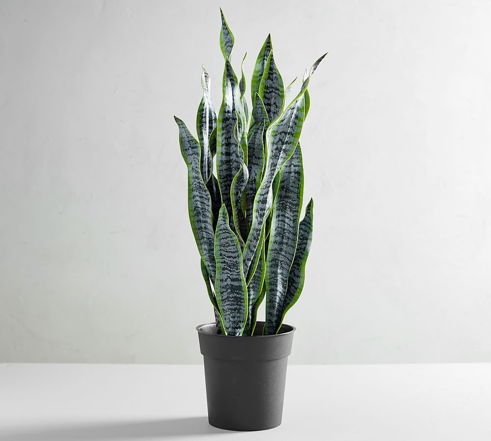 Faux Snake Houseplant