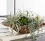 Faux Tillandsia Succulent Stem