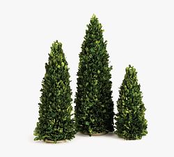 Preserved Boxwood Trees - Set of 3