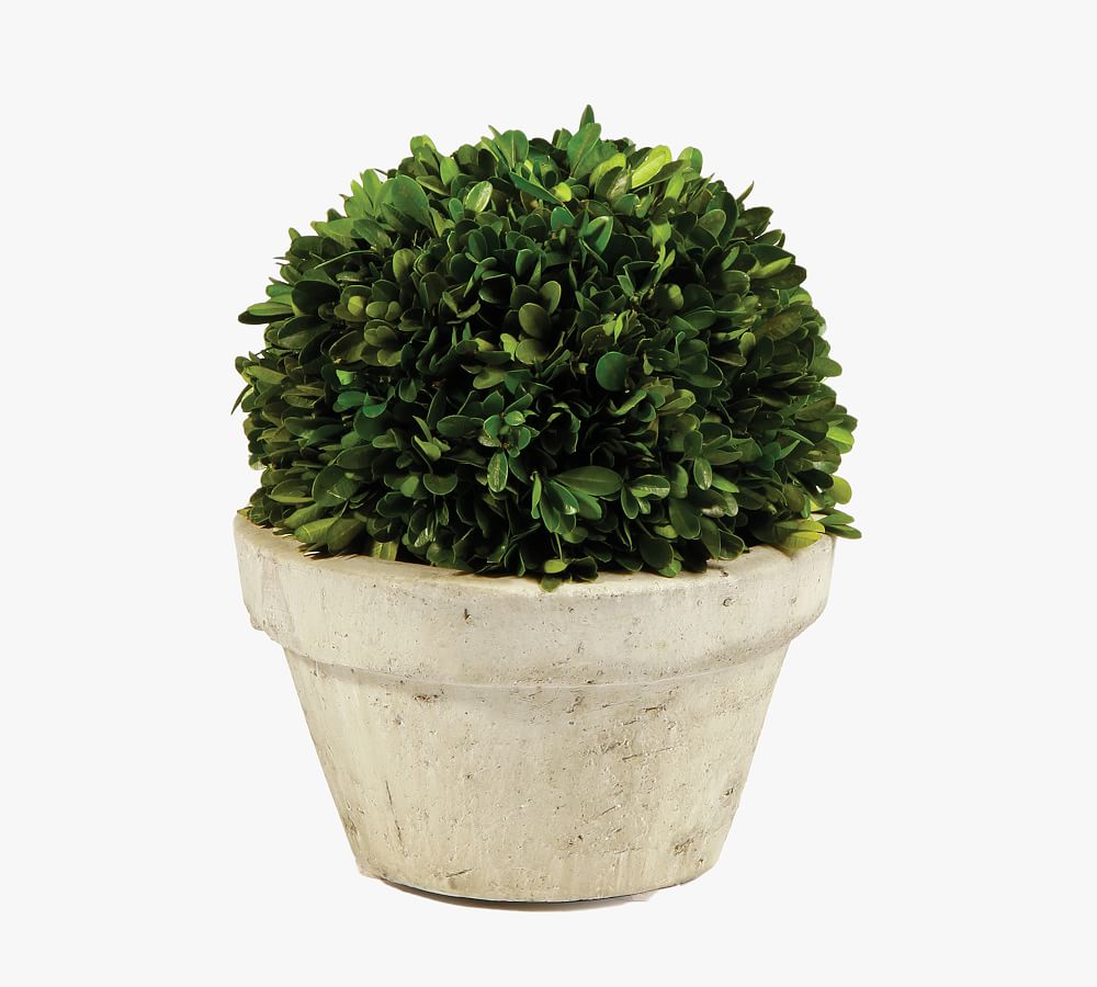 Preserved Boxwood Potted Ball, 10"